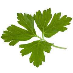 fresh parsley herb  leaves isolated on white background cutout