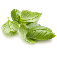 Sweet basil herb leaves handful isolated on white background closeup