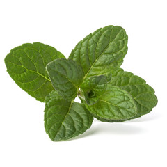 Fresh mint herb leaves isolated on white background cutout