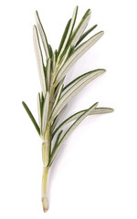 rosemary herb spice leaves isolated on white background cutout