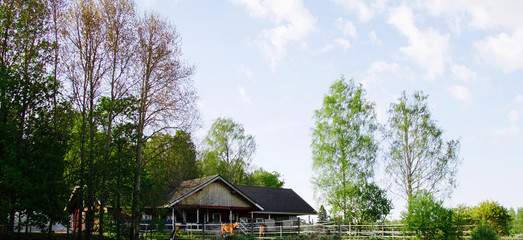 Fototapeta premium Hut and green trees, the summer of helsinki, finland