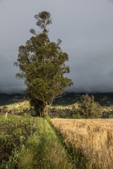 Majestuoso &aacute;rbol