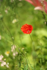 red poppy in the garden closeup