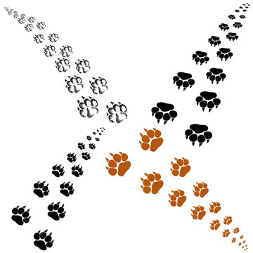 Footprints of a big cat. Panther or tiger traces. Vector clipart 