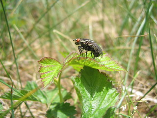 Fliege, abflugbereit