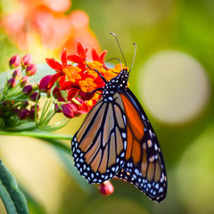 Monarch on Milkweed