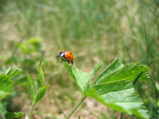 Marienkäfer in Magerwiese