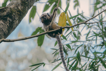 Marmoset - Rio De Janeiro