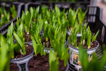 Naklejka premium małe tulipany