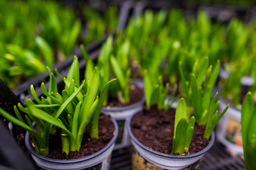 Obraz premium małe tulipany