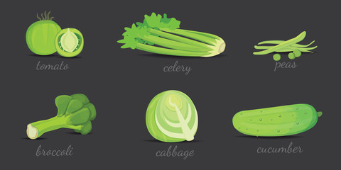 Green vegetables vector design. Healthy natural fresh plant vector cartoon illustration