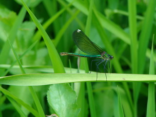 dragonfly