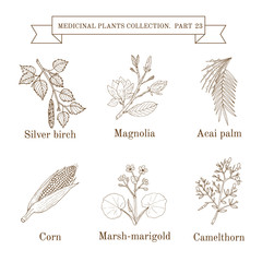 Fototapeta premium Vintage collection of hand drawn medical herbs and plants, silver birch, magnolia, acai palm, corn, marsh-marigold, camelthorn