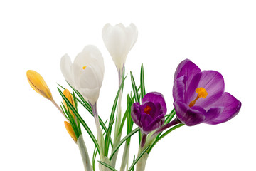 Crocus flowers closeup isolated on white