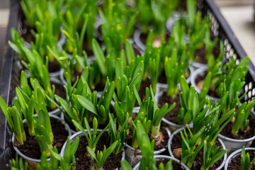 rosnące rosliny szklarnia