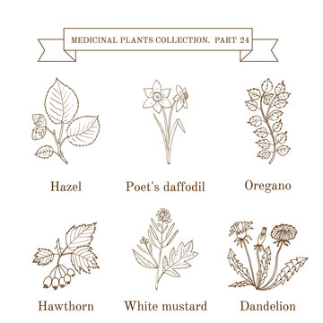 Vintage collection of hand drawn medical herbs and plants, hazel, poet s daffodil, oregano, hawthorn, white mustard, dandelion