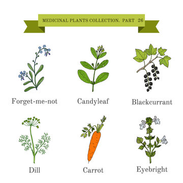 Vintage collection of hand drawn medical herbs and plants, forget-me-not, candyleaf, blackcurrant, dill, carrot, eyebright