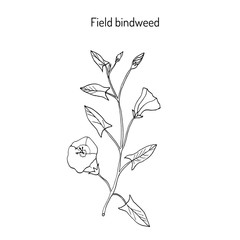 Field Bindweed Convolvulus arvensis .