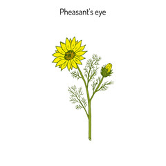 Adonis vernalis, spring pheasant s eye, or false hellebore, medicinal plant - obrazy, fototapety, plakaty