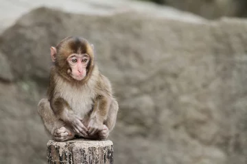 Crédence de cuisine en verre imprimé Singe wild Japanese baby monkey in Beppu, Oita, Japan