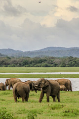 Fototapeta na wymiar An elephant herd in Sri Lanka