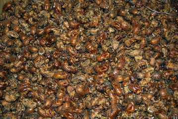 Pupas at Qinping Market, Guangzhou, China