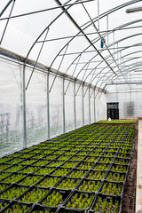 Wnętrze szklarnia szkło