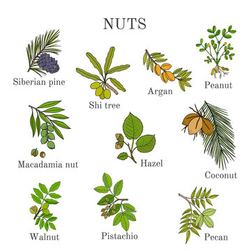 Collection of different nut branches