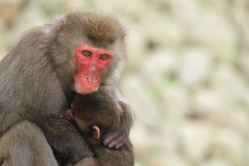 wild Japanese monkeys hugging each other in Beppu, Oita, Japan
