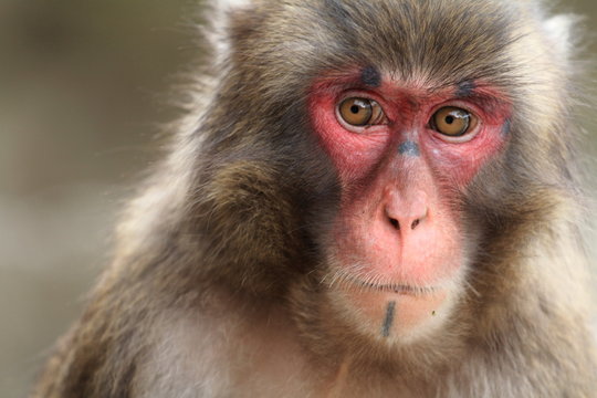wild Japanese monkey in Beppu, Oita, Japan