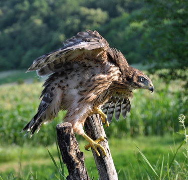 A young hawk on a background of green summer trying to fly