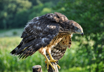 A young hawk on a background of green summer trying to fly