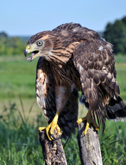 A young hawk on a background of green summer trying to fly