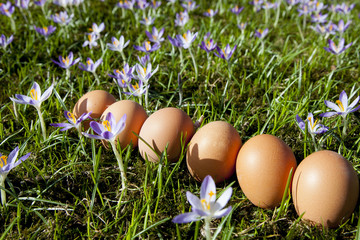Natural colored easter eggs in a diagonal line on green grass with lavender purpel crocus around 