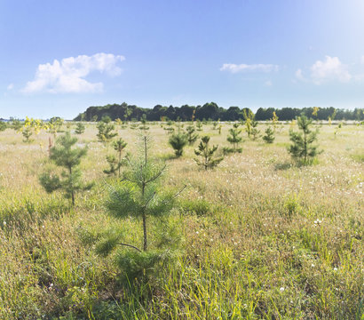 Young pine saplings in field with cloudscape in background