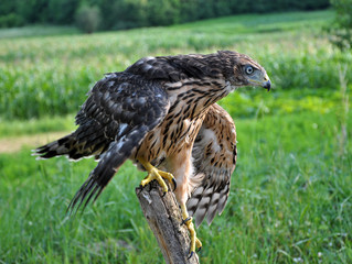 A young hawk on a background of green summer trying to fly