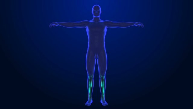 x-ray style - medical 3d animation of a male