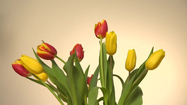Bunch of tulips flowers on bright background 4K ProRes HQ codec