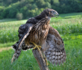 A young hawk on a background of green summer trying to fly