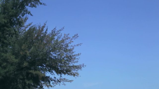 Branches of pine-tree are blown about on a background blue sky