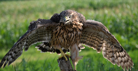 A young hawk on a background of green summer trying to fly