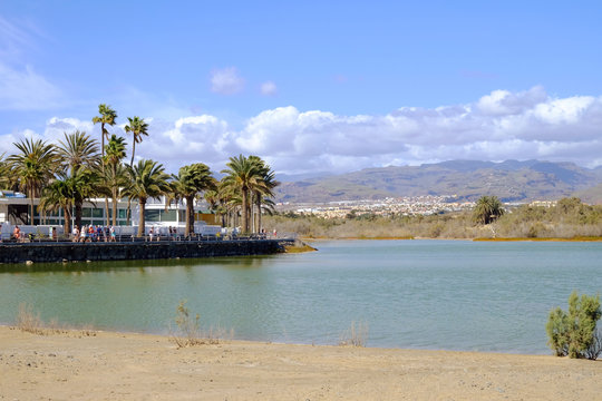 Natural reserve La Charca and dunes of Maspalomas. The Canary Island Gran Canaria, Spain