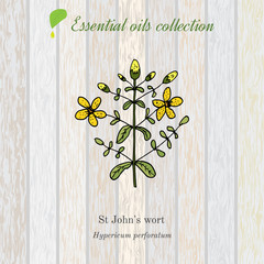 Hypericum, essential oil label, aromatic plant