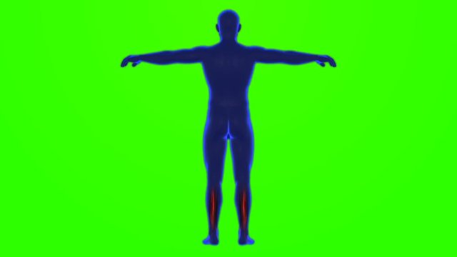 x-ray style - medical 3d animation of a male