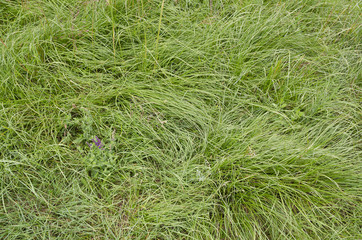 Beautiful green grass background in the nature