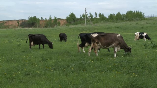 Cows grazing in a meadow.