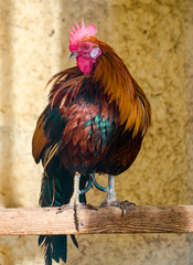 symbol 2017 colorful rooster on a perch