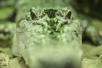 Close-up from crocodile eyes, with depth of field in the background