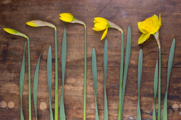 Minimalist composition with daffodils, spring flowers on wooden background