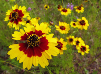 Coreopsis Flower